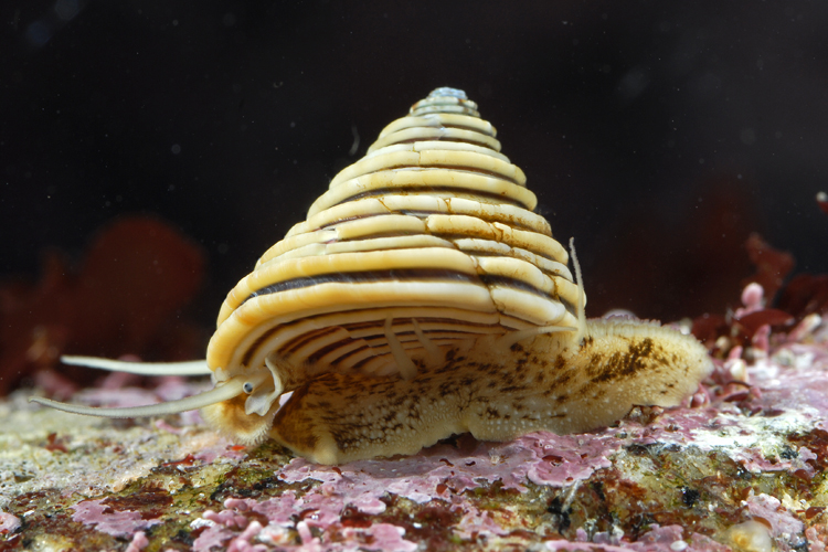 Calliostoma canaliculatum